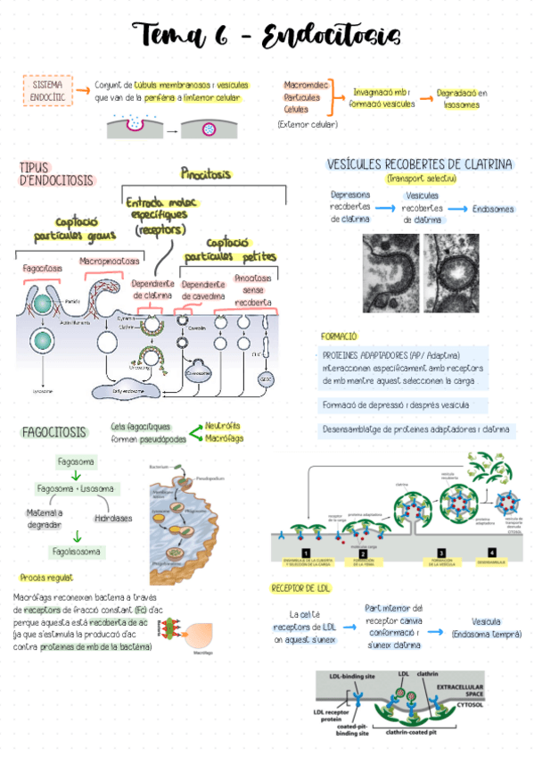 Miniatura del documento Tema-6-Endocitosis.pdf