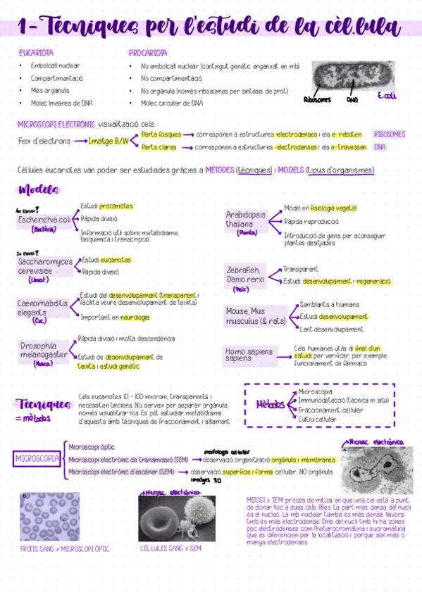 Miniatura del documento Tema-1-Tecniques-per-lestudi-de-la-cel.lula.pdf