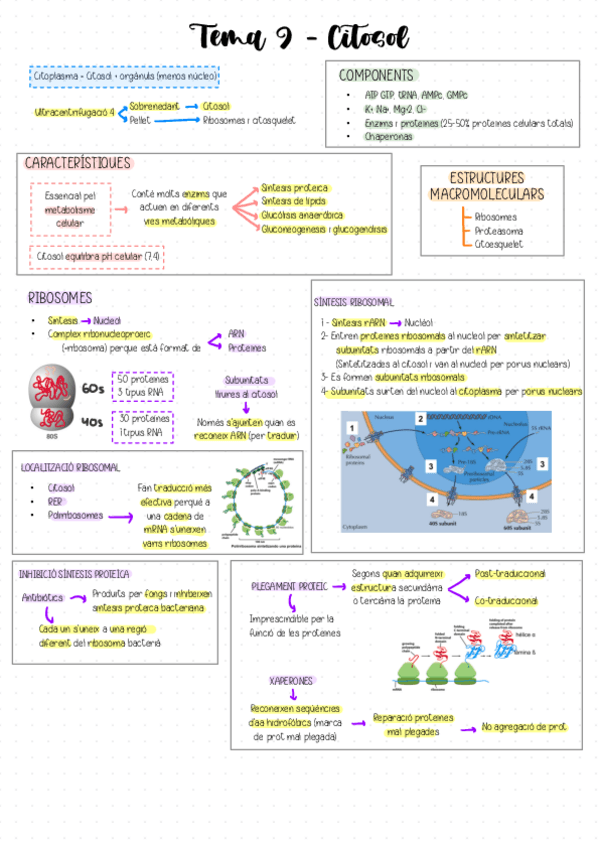 Miniatura del documento Tema-9-Citosol.pdf