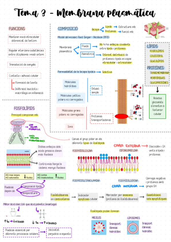 Miniatura del documento Tema-3-Membrana-plasmatica.pdf