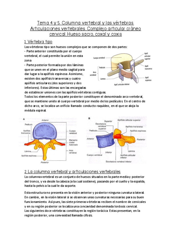 Miniatura del documento Tema 4 y 5. Columna vertebral. Vértebra tipo. Las vértebras y sus diferencias regionales. Hueso sacro..pdf