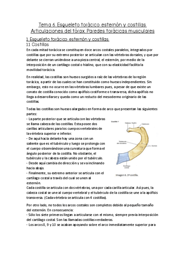 Miniatura del documento Tema 6. Esqueleto torácico esternón y costillas. Articulaciones del tórax. Paredes torácicas musculares..pdf