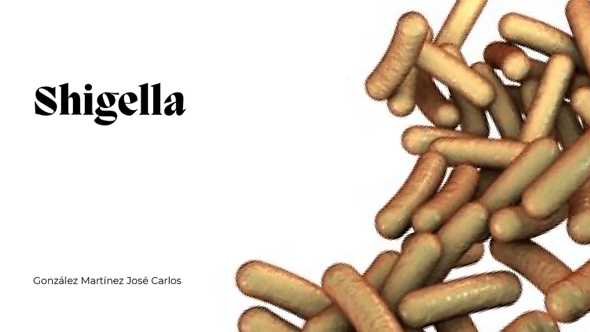 Miniatura del documento Shigella-UAEH-Medicina-3o1-Microbiologia-Dra.-Leticia.pdf