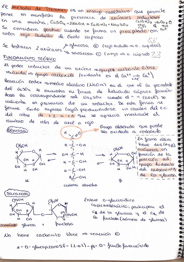Miniatura del documento Apuntes-practicas-biologia.pdf