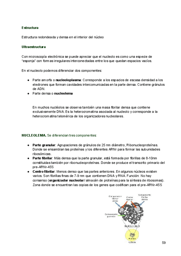 Miniatura del documento 5-Nucleolo.pdf