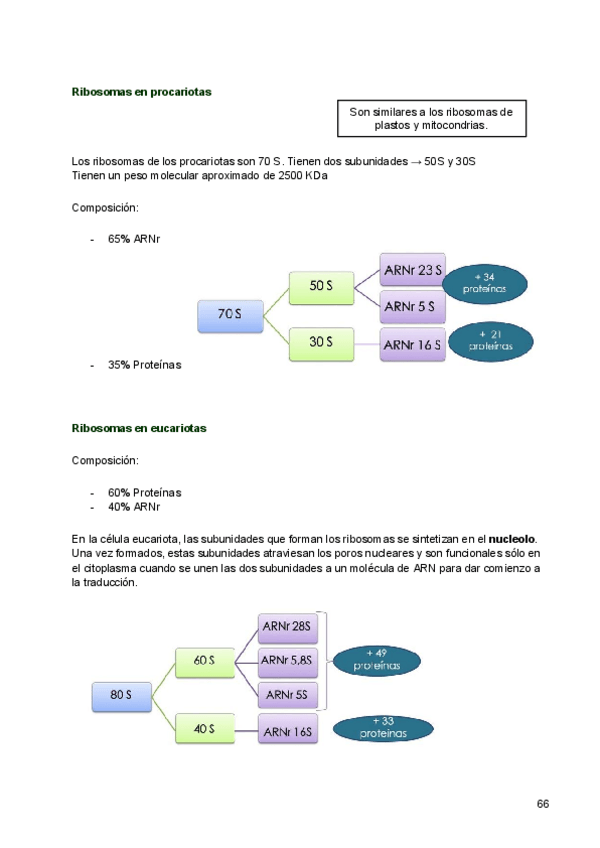 Miniatura del documento 6-Ribosomas-transcripcion-y-traduccion.pdf
