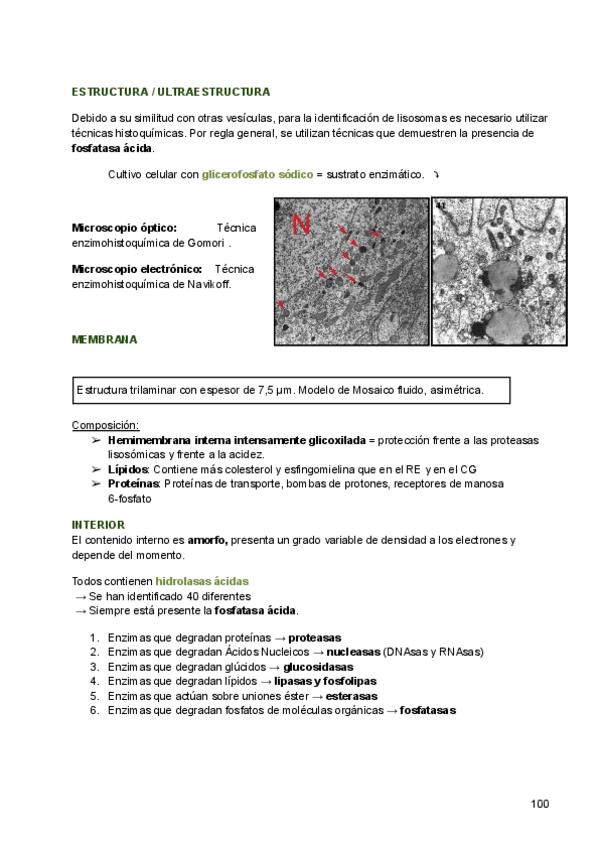 Miniatura del documento 9-Lisosomas-y-vacuolas.pdf