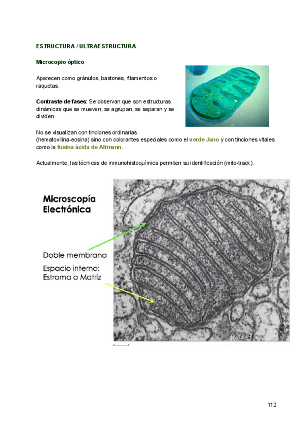Miniatura del documento 10-Mitocondrias.pdf