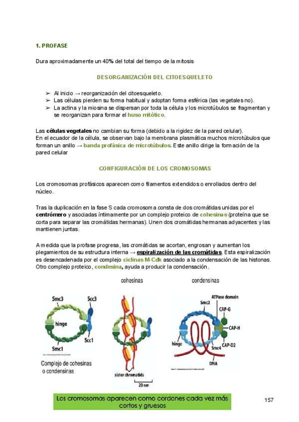 Miniatura del documento 14-Mitosis.pdf