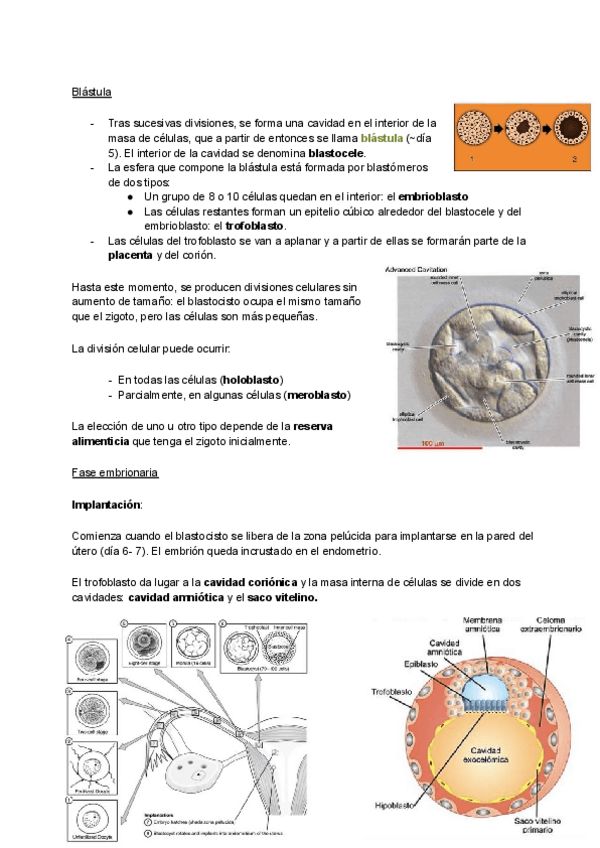 Miniatura del documento 17-Desarrollo-embrionario.pdf