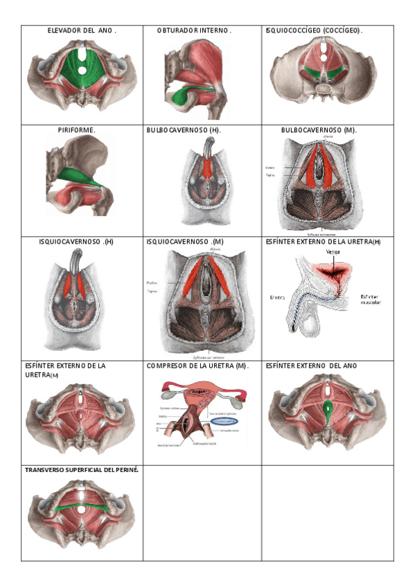 Miniatura del documento CUADRO-RESUMEN-MM.-PELVIS-PERINE.pdf