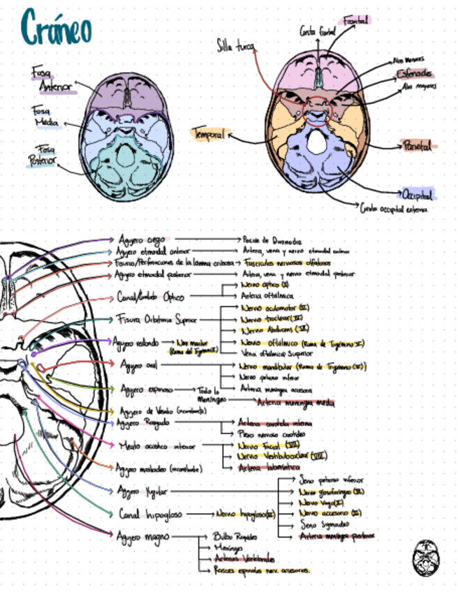 Miniatura del documento craneo-huesos-y-agujeros.pdf