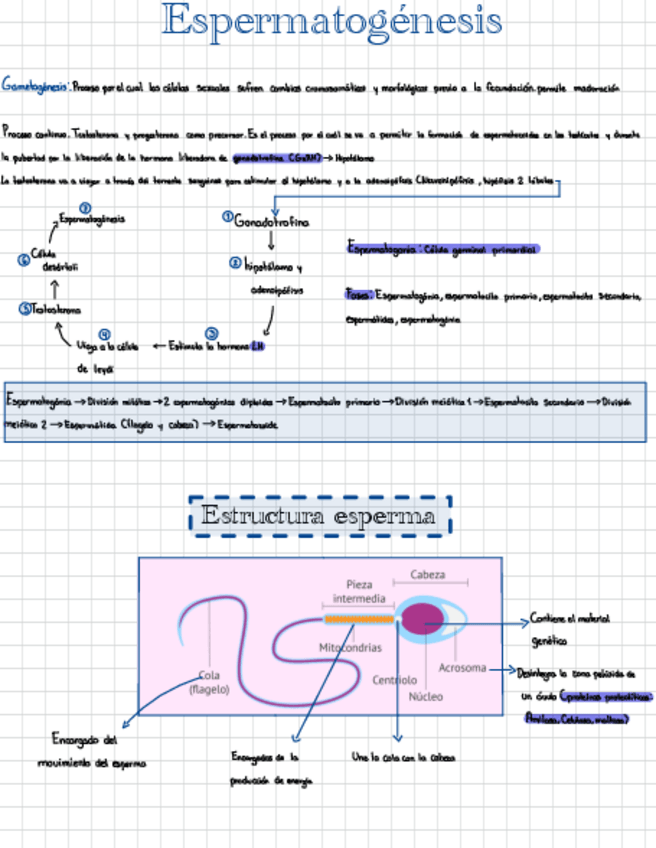 Miniatura del documento Espermatogenesis.pdf