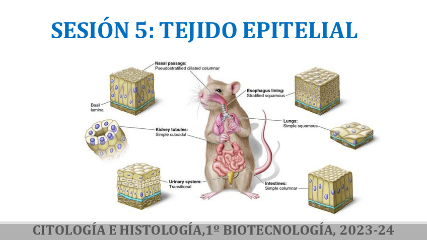 Miniatura del documento Practica-5-Tejido-epitelial-2023-24.pdf