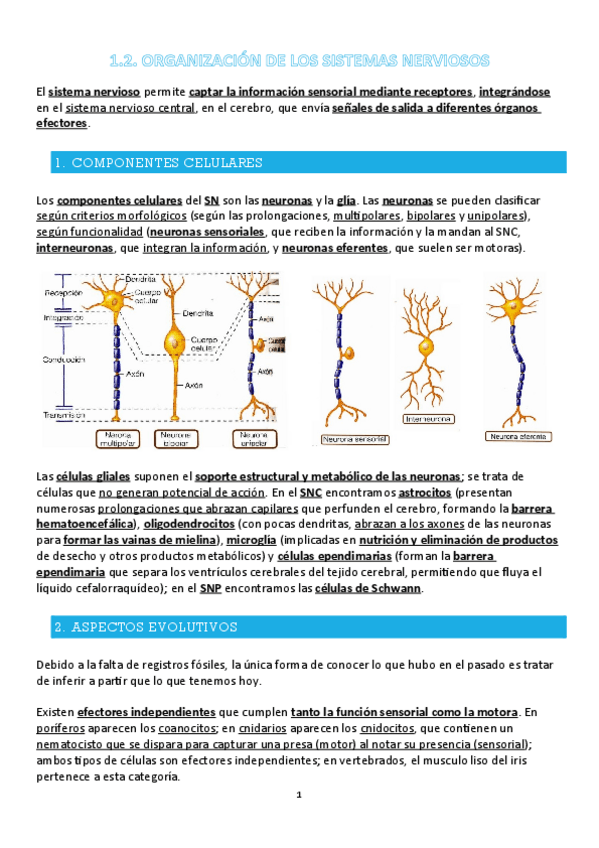 Miniatura del documento FANI-1.2-T2-ORGANIZACION-DE-LOS-SISTEMAS-NERVIOSOS.pdf