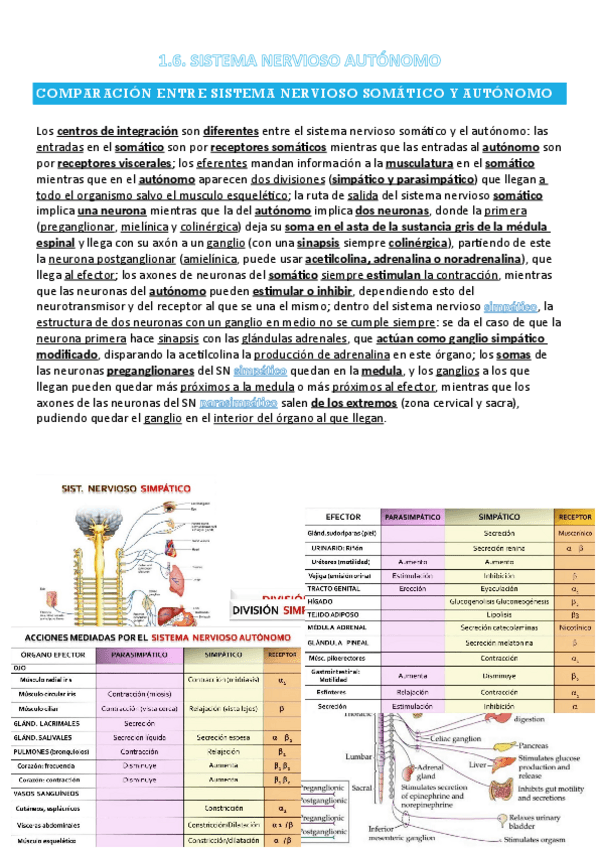 Miniatura del documento FANI-1.6-T6-SISTEMA-NERVIOSO-AUTONOMO.pdf