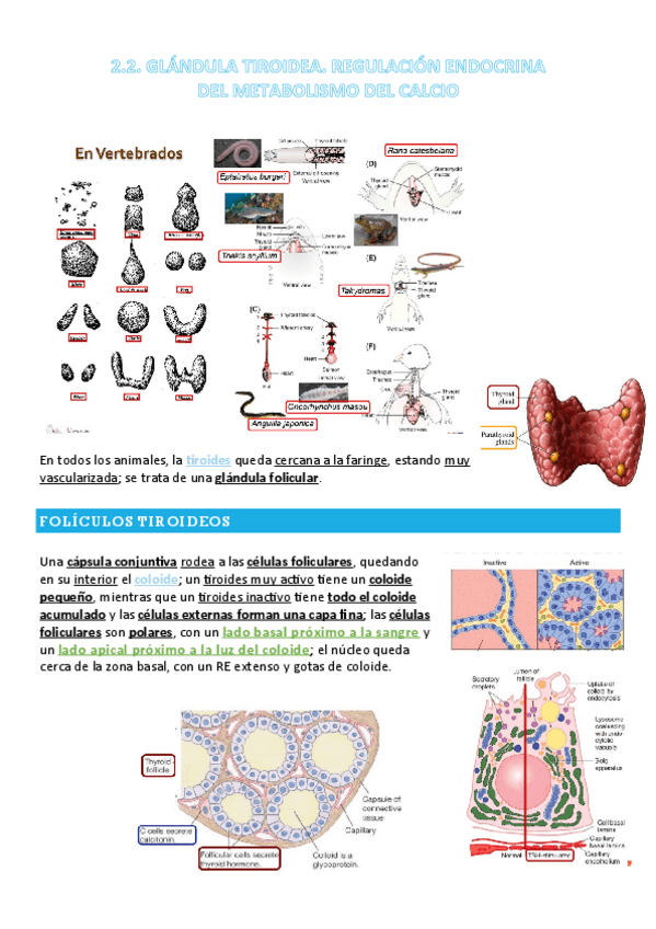 Miniatura del documento FANI-2.2-T8-GLANDULA-TIROIDEA.-REGULACION-ENDOCRINA-DEL-METABOLISMO-DEL-CALCIO.pdf