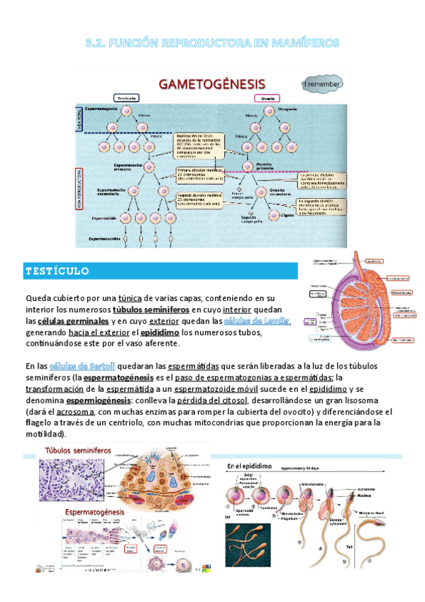 Miniatura del documento FANI-3.2-T13-FUNCION-REPRODUCTORA-EN-MAMIFEROS.pdf