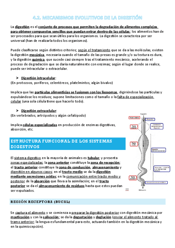 Miniatura del documento FANI-4.2-T15-MECANISMOS-EVOLUTIVOS-DE-LA-DIGESTION.pdf