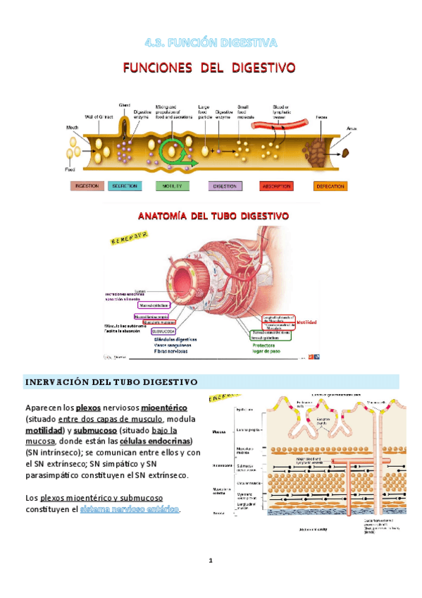 Miniatura del documento FANI-4.3-T16-FUNCION-DIGESTIVA.pdf