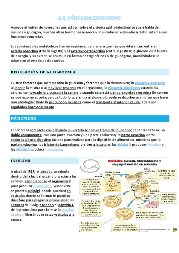 Miniatura del documento FANI-2.4-T10-PANCREAS-ENDOCRINO.pdf