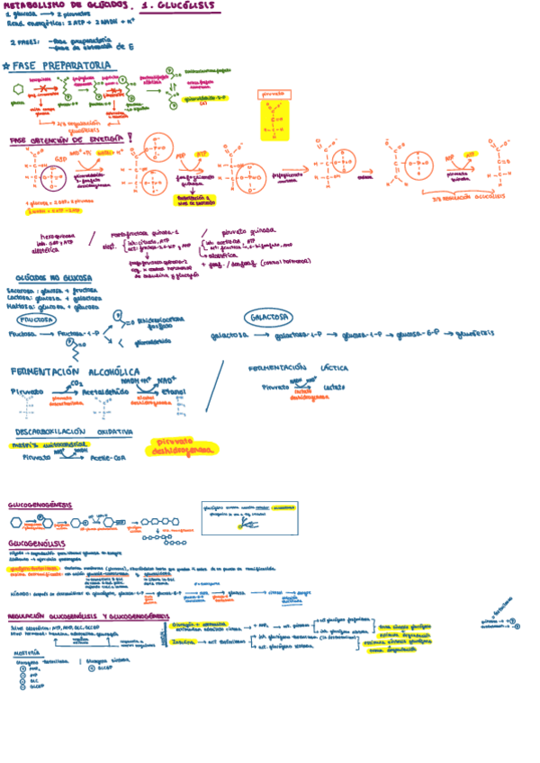 Miniatura del documento Metabolismo-glucidos-resumen.pdf