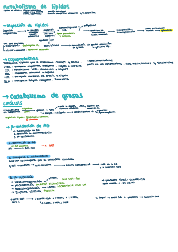 Miniatura del documento Metabolismo-de-lipidos-resumen.pdf