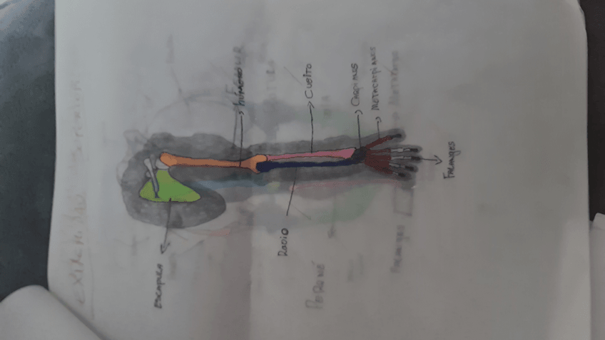 Miniatura del documento anatomia-2.JPEG