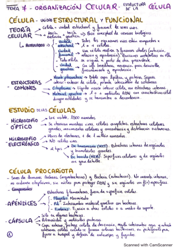 Miniatura del documento esquema-tema-7-organizacion-celular-y-estructura-de-la-celula-biologia.pdf
