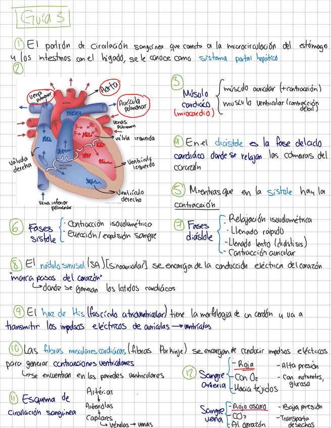 Miniatura del documento Sistema-cardiaco.pdf