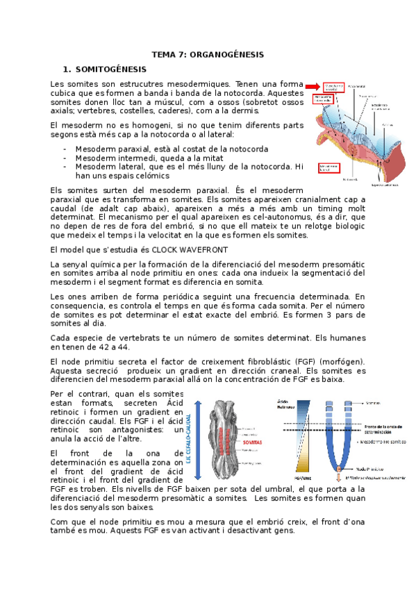 Miniatura del documento TEMA-7.odt