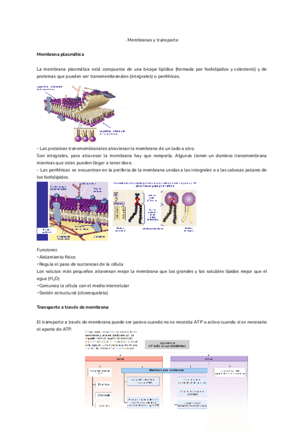 Miniatura del documento Tema-1.-Membranas-y-transporte.pdf