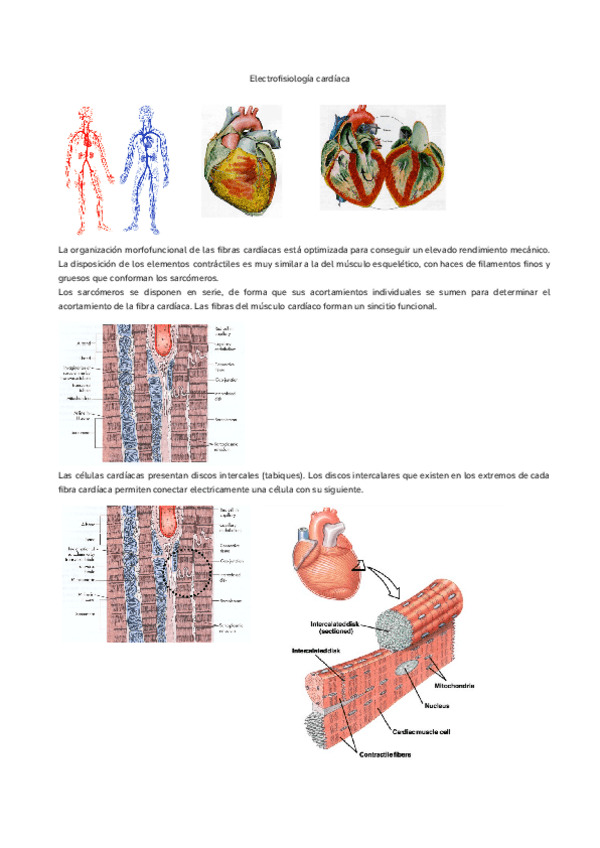 Miniatura del documento Tema-6.-Electrofisiologia-cardiaca.pdf