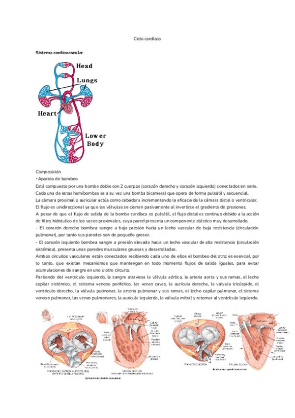 Miniatura del documento Tema-7.-Ciclo-cardiaco.pdf