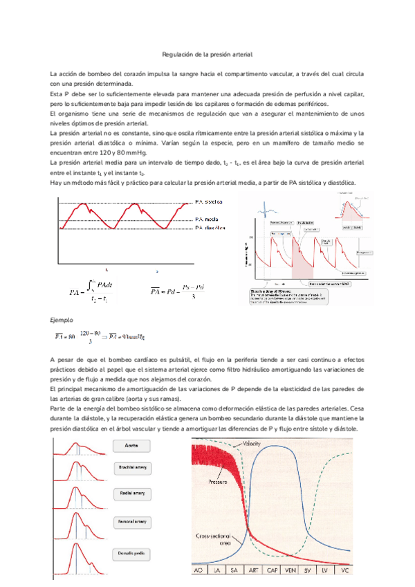 Miniatura del documento Tema-10.-Regulacion-de-la-presion-arterial.pdf