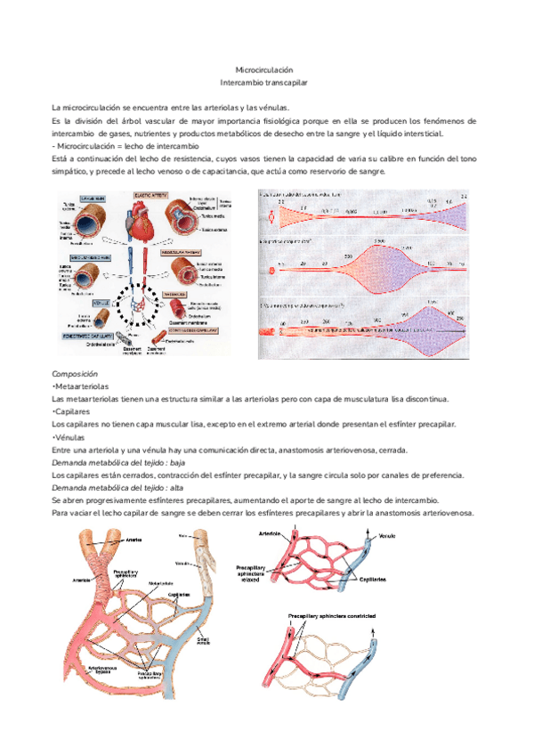 Miniatura del documento Tema-11.-Microcirculacion.pdf
