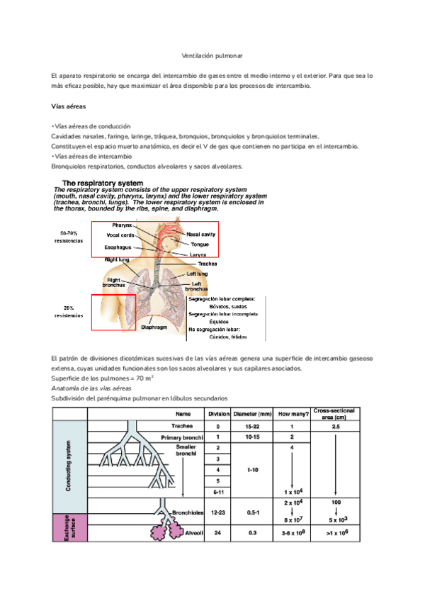 Miniatura del documento Tema-12.-Ventilacion-pulmonar.pdf
