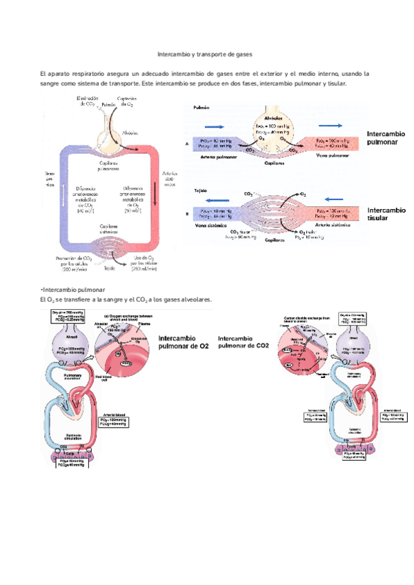 Miniatura del documento Tema-13.-Intercambio-y-transporte-de-gases.pdf