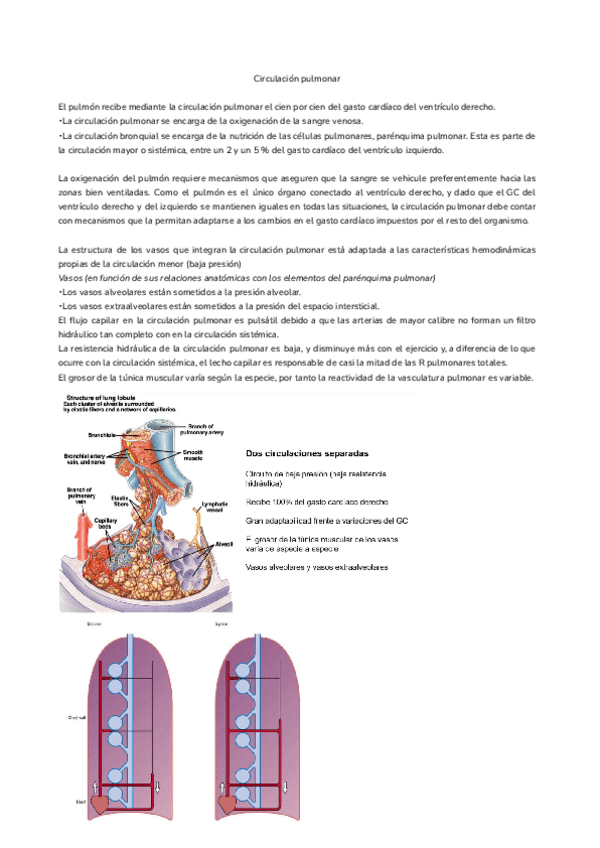 Miniatura del documento Tema-14.-Circulacion-pulmonar.pdf