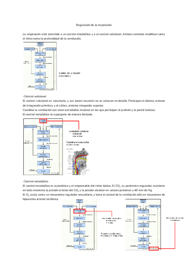 Miniatura del documento Tema-15.-Regulacion-de-la-respiracion.pdf