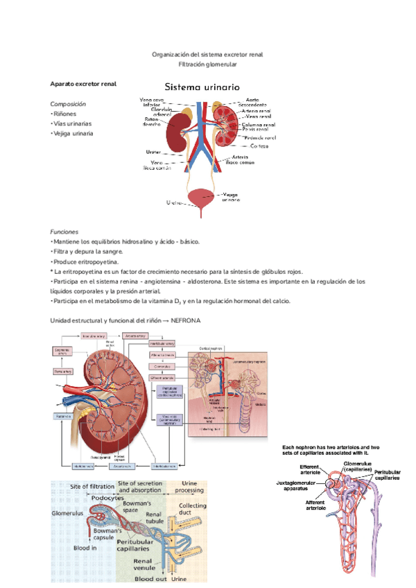 Miniatura del documento Tema-16.-Organizacion-del-sistema-excretor-renal.pdf