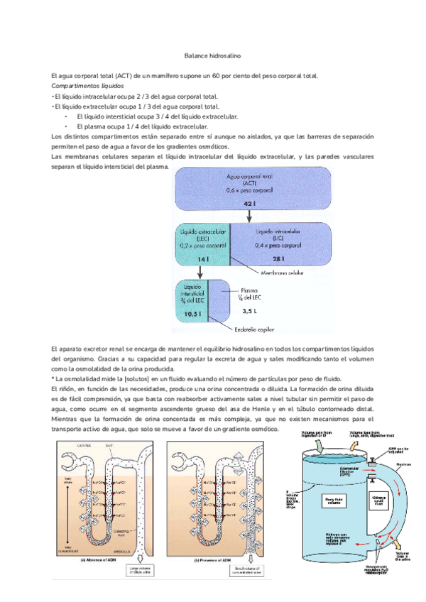Miniatura del documento Tema-18.-Balance-hidrosalino.pdf