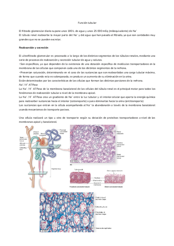 Miniatura del documento Tema-17.-Funcion-tubular.pdf