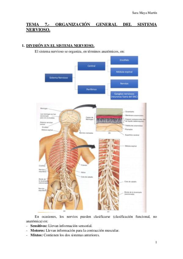 Miniatura del documento TEMA 7.- ORGANIZACIÓN GENERAL DEL SISTEMA NERVIOSO..pdf