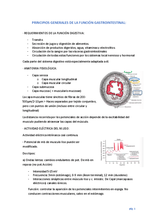 Miniatura del documento Apuntes-digestivo.pdf