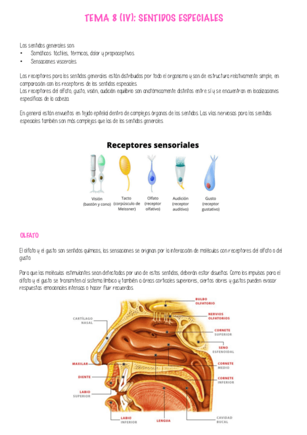 Miniatura del documento APUNTES-ANATOMIA-P4.pdf