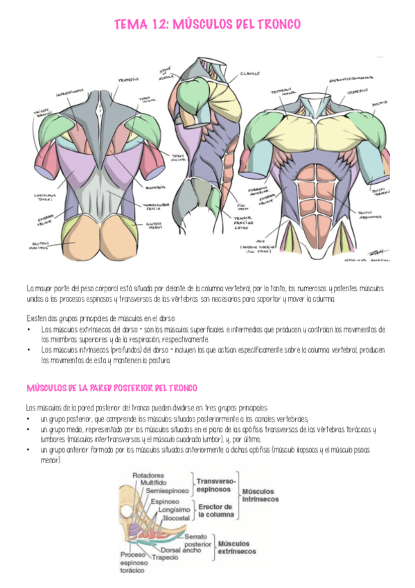 Miniatura del documento APUNTES-ANATOMIA-P5.pdf