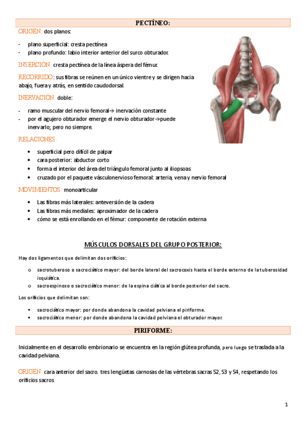 Miniatura del documento ANATOMIA-MIEMBRO-INFERIOR-incompletos.pdf