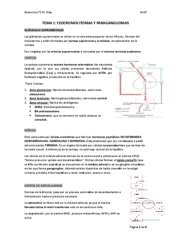 Miniatura del documento TEMA-1.-FEOCROMOCITOMA-Y-PARAGANGLIOMA.pdf