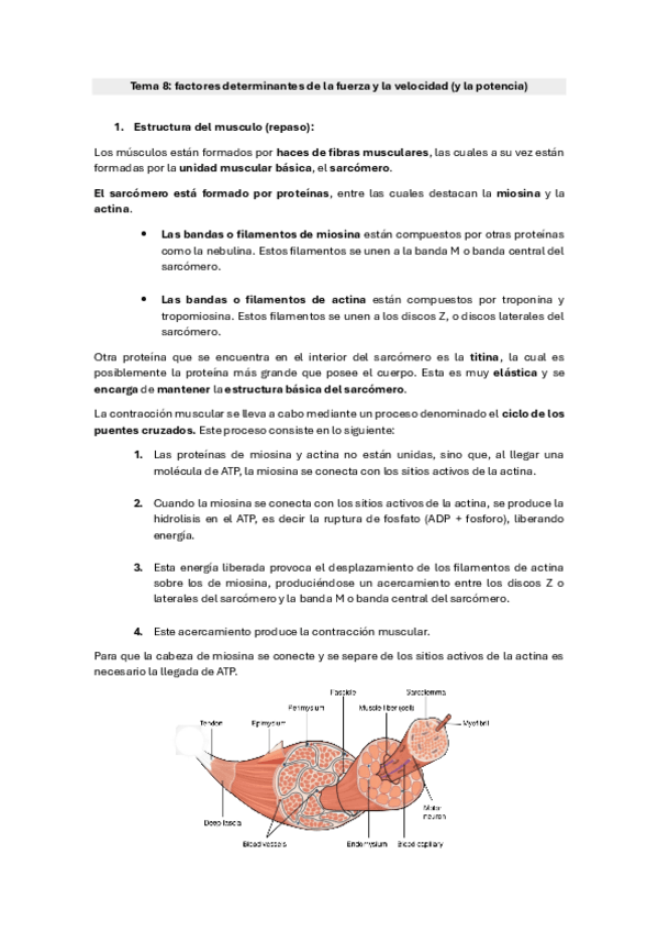 Miniatura del documento Tema-7.-Factores-determinantes-de-la-fuerza.pdf
